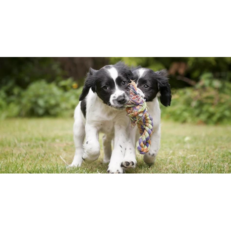 Croquettes pour Chiots