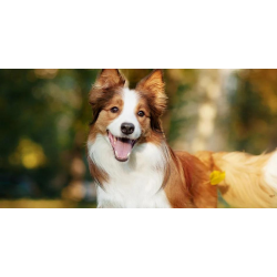 Croquettes pour Chien Adulte