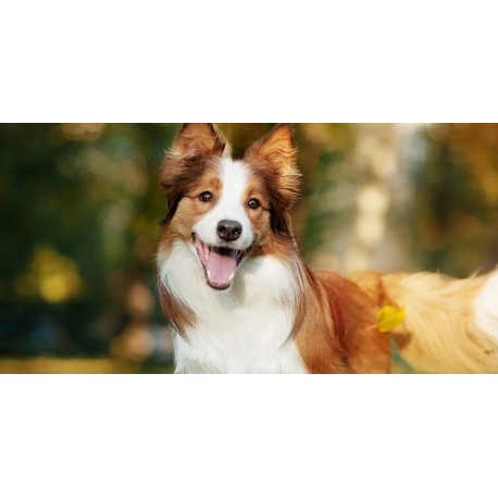 Croquettes pour Chien Adulte