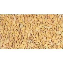 riz paddy 8kg